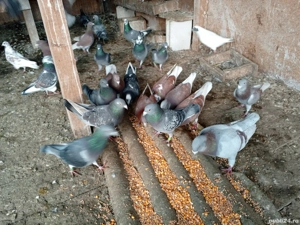 Porumbei de vanzare - imagine 5