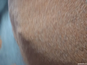 Vand porumb calitate superioara