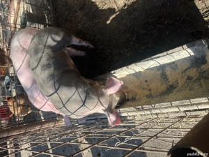 Vieruș pietran  in jur de 40kg disponibil - imagine 3