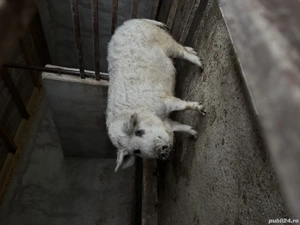 Vând purcea MANGALIȚĂ rasă pură ( pentru reproductie) - imagine 3