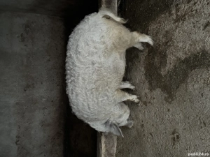 Vând purcea MANGALIȚĂ rasă pură ( pentru reproductie)