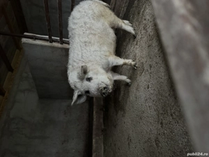 Vând purcea MANGALIȚĂ rasă pură ( pentru reproductie) - imagine 2