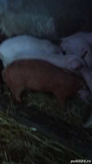 Purceluși de vanzare. Comuna Oarja. - imagine 2