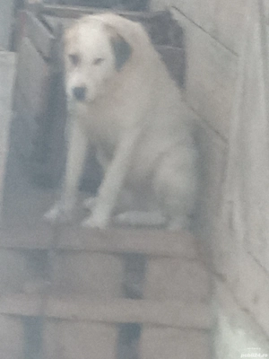 caine de vanzare  - imagine 2