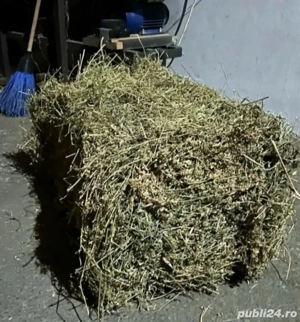 Baloti de lucerna si fan