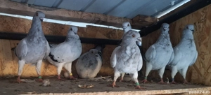 pescarus italian - imagine 2