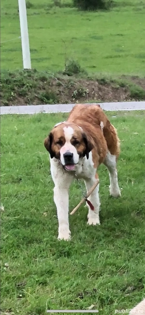 femela foarte buna de oi si capre - imagine 3