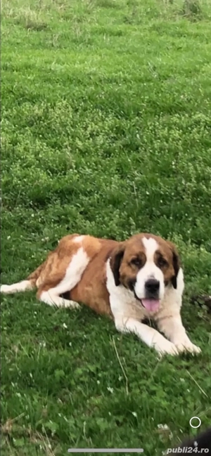 femela foarte buna de oi si capre - imagine 2