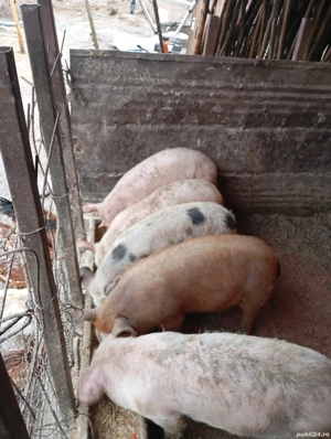 vând purcei 3 jumătate  - imagine 4