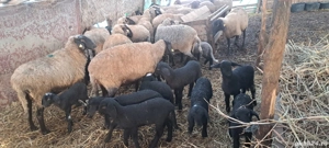 Vând oi cu miei 100 de bucăți  - imagine 2