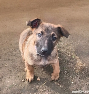 Ciobănesc belgian malinois - imagine 2