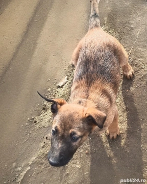 Ciobănesc belgian malinois - imagine 3