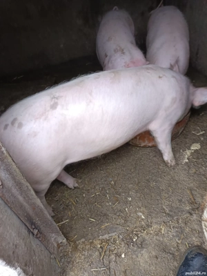 Vând porci la 40 de kg 