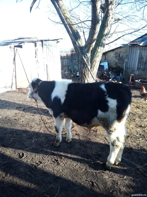 Vând tăuraș  - imagine 3