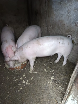 Vând porci la 40 de kg  - imagine 2