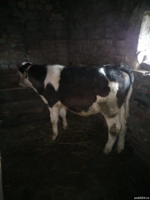 Vând tăuraș  - imagine 5