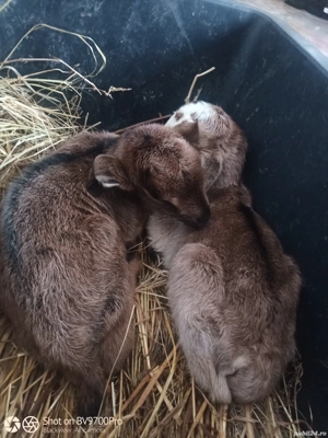 Vand tapisori metisi de anglo nubian - imagine 2