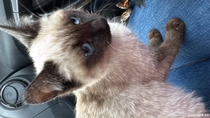 Vând pisică birmaneză, 4 luni, deparazitată.500lei - imagine 2