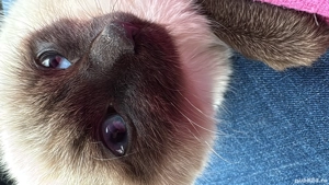 Vând pisică birmaneză, 4 luni, deparazitată.500lei - imagine 4