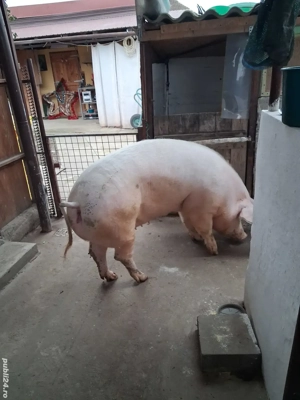 vand porc gras - imagine 2