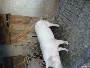 Vând porci cu greutate 100si 160kg  - imagine 3