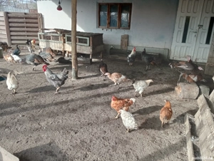 Vând curci de țară și gâște leșești  - imagine 3