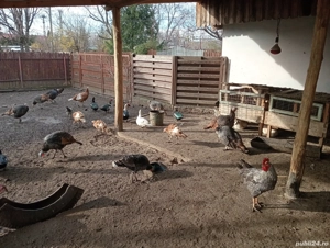 Vând curci de țară și gâște leșești  - imagine 4