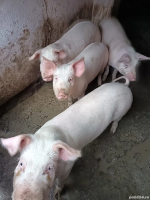 Vand  grasuni - imagine 3