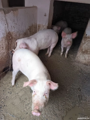 Vand  grasuni - imagine 4