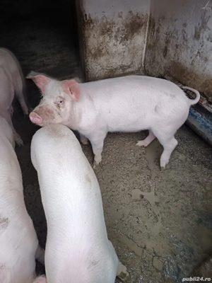 Vand  grasuni - imagine 2