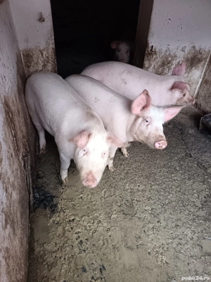 Vand  grasuni - imagine 5