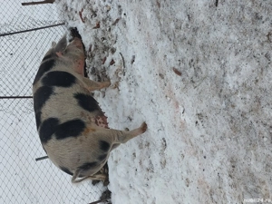 Vând scorfa a două fătare genstanta de două luni mai multe detalii la tel 