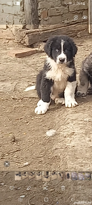 vand catei ciobanesti - imagine 3