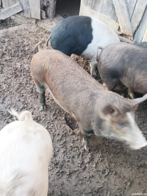 Vand schimb cu capre - imagine 2