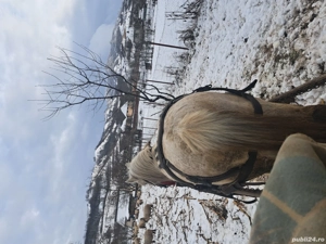 Armasar 12 ani - imagine 2