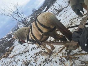 Armasar 12 ani - imagine 3