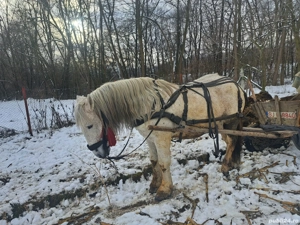 Armasar 12 ani - imagine 4