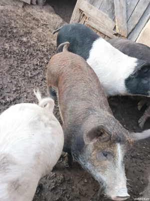 Vand schimb cu capre - imagine 4