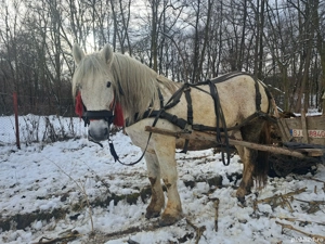 Armasar 12 ani - imagine 5