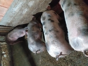 Vând purcei pietrean belgian 