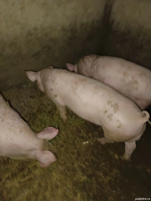 Vând purcei  grăsuni cu o greu de 40 de kg în comuna Vedea Judetul Giurgiu 