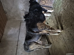 vaca si junica  - imagine 2