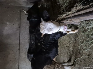 vaca si junica  - imagine 3