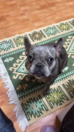 Bulldog francez  
