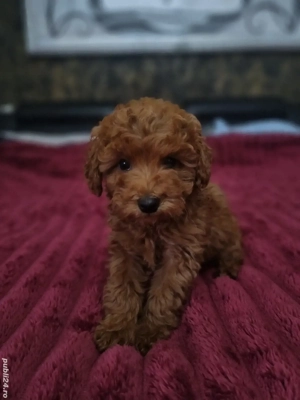 fetita pudel red ciocolatiu