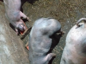 Vând purcei pietrean belgian  - imagine 2