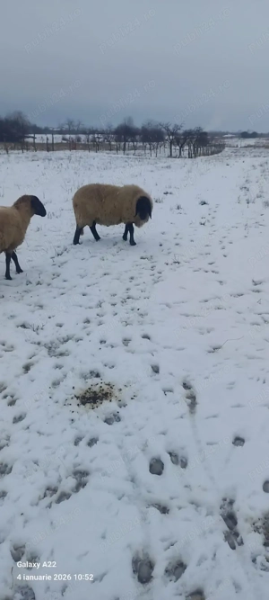 De vânzare  - imagine 2