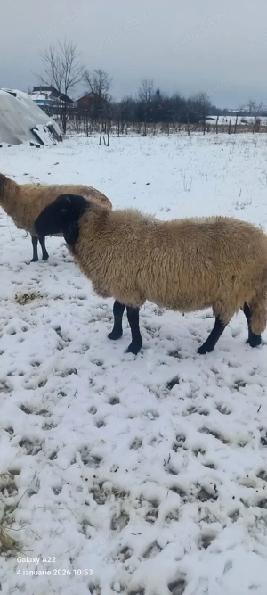 De vânzare  - imagine 4