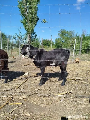 Anglo nubiene rasa 100%