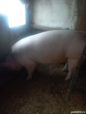 Porc de vînzare  - imagine 3